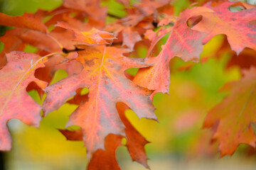 red maple leaves