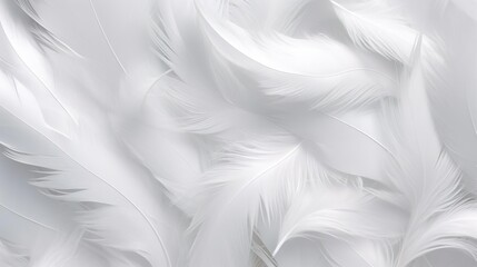 Naklejka premium white feathers background