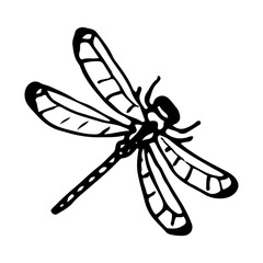 Dragonfly sketch. Winged flying insect. Hand drawn illustration.
