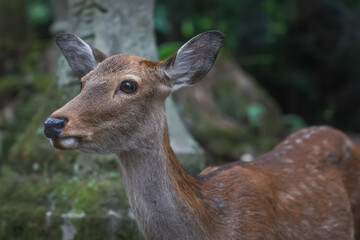 Naklejka na ściany i meble Nara Park Deer