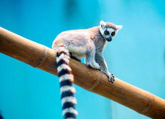 Lemur monkey.
 These monkeys are mostly nocturnal, endemic to Madagascar.