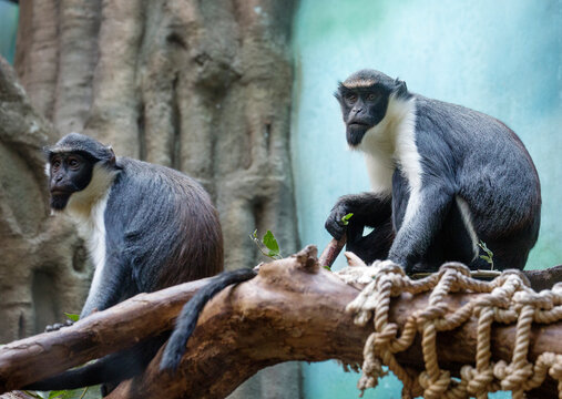 Diana Monkey  Lincoln Park Zoo