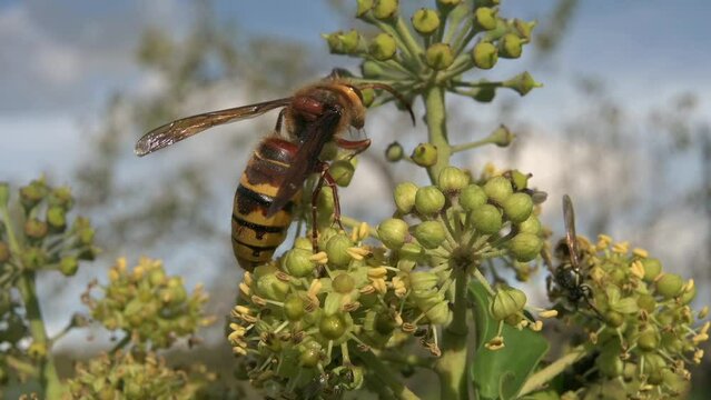 European Hornet (Vespa crabro) crawling over Ivy flowers (Hedera helix) in Autumn, before flying away. October, Kent UK. [Slow motion x5]	