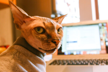 Canadian sphynx in gray sweater in home interior. A pet in warm clothes at home. Funny face of a bald cat. Domestic animal muzzle close up. Sphinx is working online from laptop. Remove work indoors.