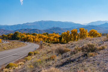 Large Cottonwoods and poplar tree in round valley, outside of bishop, california, at the foothills...