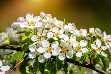 Flowering branch of pear in the garden in spring
