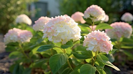 Beautiful Colorful Hydrangeas. Mother's day concept with a space for a text. Valentine day concept with a copy space.