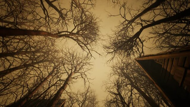Looping Animation of Abandoned Wooden Forest Huts in a Dark Mysterious Forest