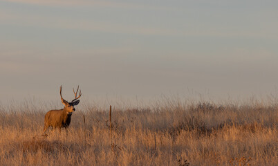 Mule Deer Buck in Autumn in Colorado