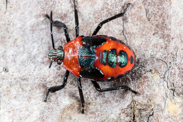 Macro of a red bug on a tree bark in nature.