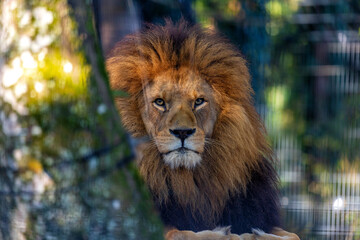 African Lion (Panthera leo) Spotted Outdoors