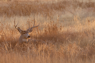 Mule Deer Buck in Autumn in Colorado
