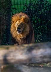 African Lion (Panthera leo) Spotted Outdoors