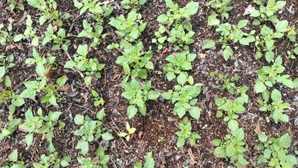 Potato plants in the seed potato production field