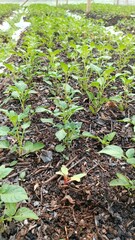 Potato plants in the seed potato production field