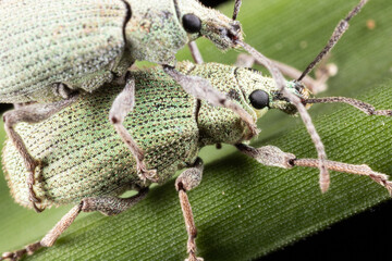 Macro of a pair of weevil mating on a green leaf