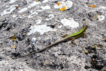 European green lizard Lacerta viridis sunbathing.