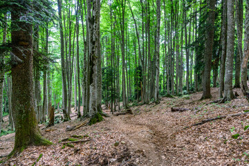 Forest landscape with tall trees, green grass and a hiking trail in springtime.