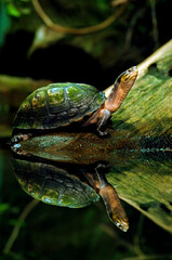 Amboina box turtle // Amboina-Scharnierschildkröte (Cuora amboinensis) 