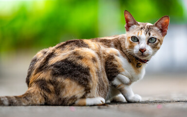 Close-up of a striking feline displaying its vivid, patched fur. The cat's inquisitive eyes peer...