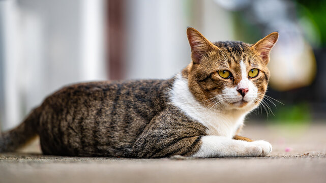 A poised calico cat sits gracefully outdoors, showcasing its vibrant mix of white, orange, and gray fur. With keen, glistening eyes, it exudes a quiet curiosity, capturing the essence of feline allure