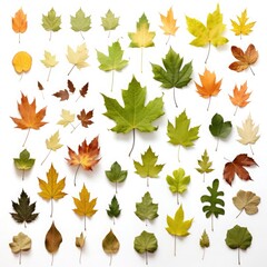 Fototapeta premium An autumn leaves collection isolate on white background