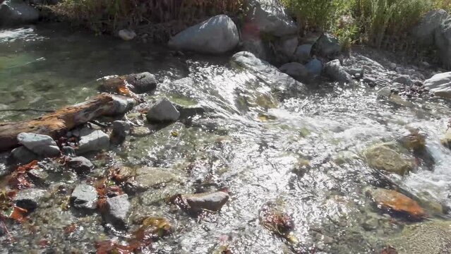 Mountain stream flows over fallen tree and across rock stream bed. Camera pans left and tilts up to reveal backlit yellow foliage beside creek.