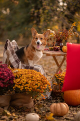 Corgi in autumn scenery