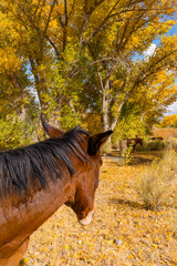 Horses in the bright yellow fall foliage of cottonwood and poplar trees in the Owens Valley outside...