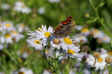 Comma butterfly (Polygonia c-album) perched on a daisy in Zurich, Switzerland