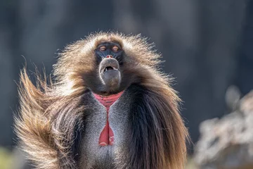 Meubelstickers Close up of a male Gelada monkey (Theropithecus gelada) in Simien mountains, Ethiopia © Torsten Pursche
