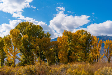 Naklejka premium Large cottonwood and poplar trees turning into their autumn yellow colors in the Owens Valley outside of Bishop California. Round valley, blue sky, scattered clouds.