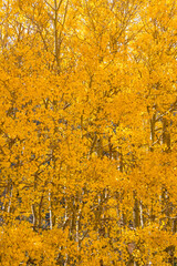 Fototapeta premium Forrest of Aspens turning a bright yellow rock creek, outside of bishop, california, in the eastern sierra nevada mountains.