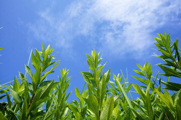 青空に向かって成長する夏草