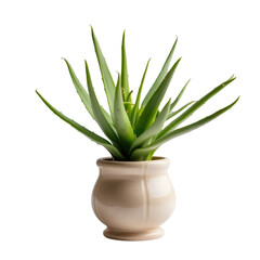 Aloe vera plant in a vase transparent background