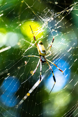 spider web with dew © Danny