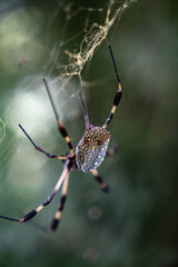 spider make the web © Danny