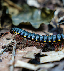 caterpillar on leaf