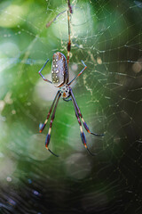 spider on the web © Danny