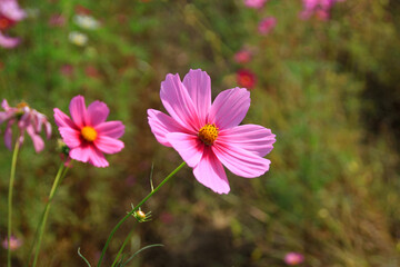 Fototapeta premium 秋の日差しを受けて咲くピンクのコスモス