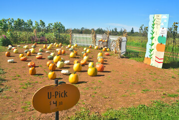 Pumpkin Patch