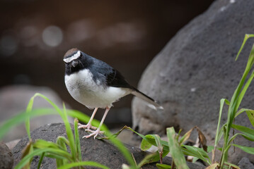 The Sundanese forktail bird is a type of water bird that usually lives in high mountain areas with cool climates. The photo depicts the Sundanese forktail bird looking for food in a rocky river.