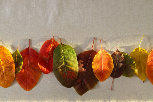 Top view of colorful fall leaves on the tablecloth, natural sunlight. Empty space