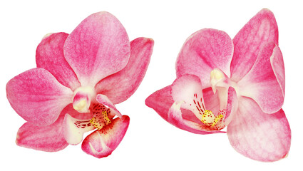 Fototapeta na wymiar Phalaenopsis flowers on isolated background with clipping path. Closeup. For design. Transparent background. Nature.
