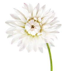 White  dahlia. Flower on  isolated background with clipping path.  For design.  Closeup.  Transparent background.   Nature.