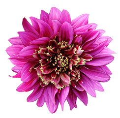Purple   dahlia. Flower on  isolated background with clipping path.  For design.  Closeup.  Transparent background.   Top view.  Nature.