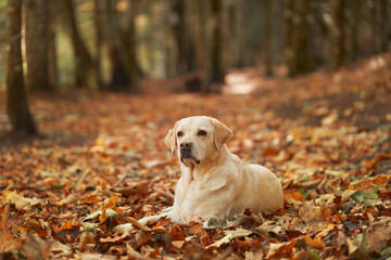 Graceful Labrador Retriever dog, pure white, sitting serenely amid the cascade of golden autumn leaves on a tranquil forest pathway, capturing the essence of fall