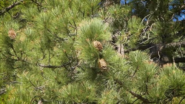 Long-needle boughs with pine cones sway on the breeze in Ice House Canyon, Angeles National Forest