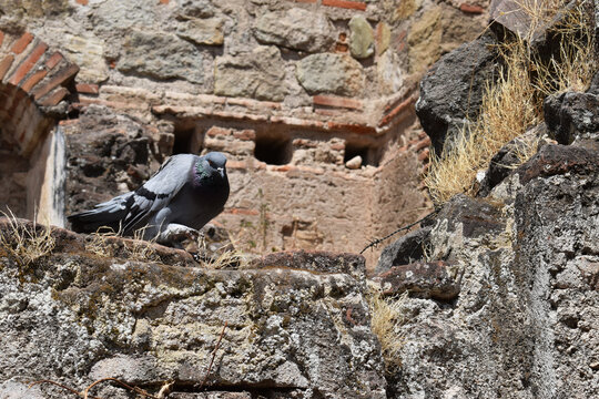 Palomo caminando sobre una pared.