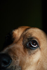 close up portrait of a dog looking up